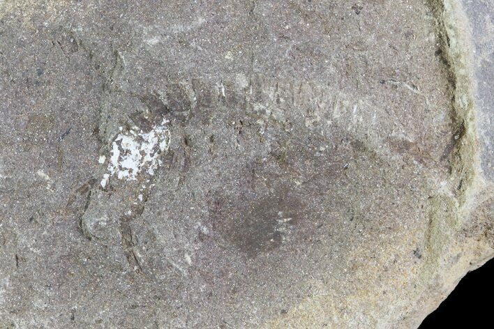 Unidentified Fossil Shrimp (Pos/Neg) - Mazon Creek #70629